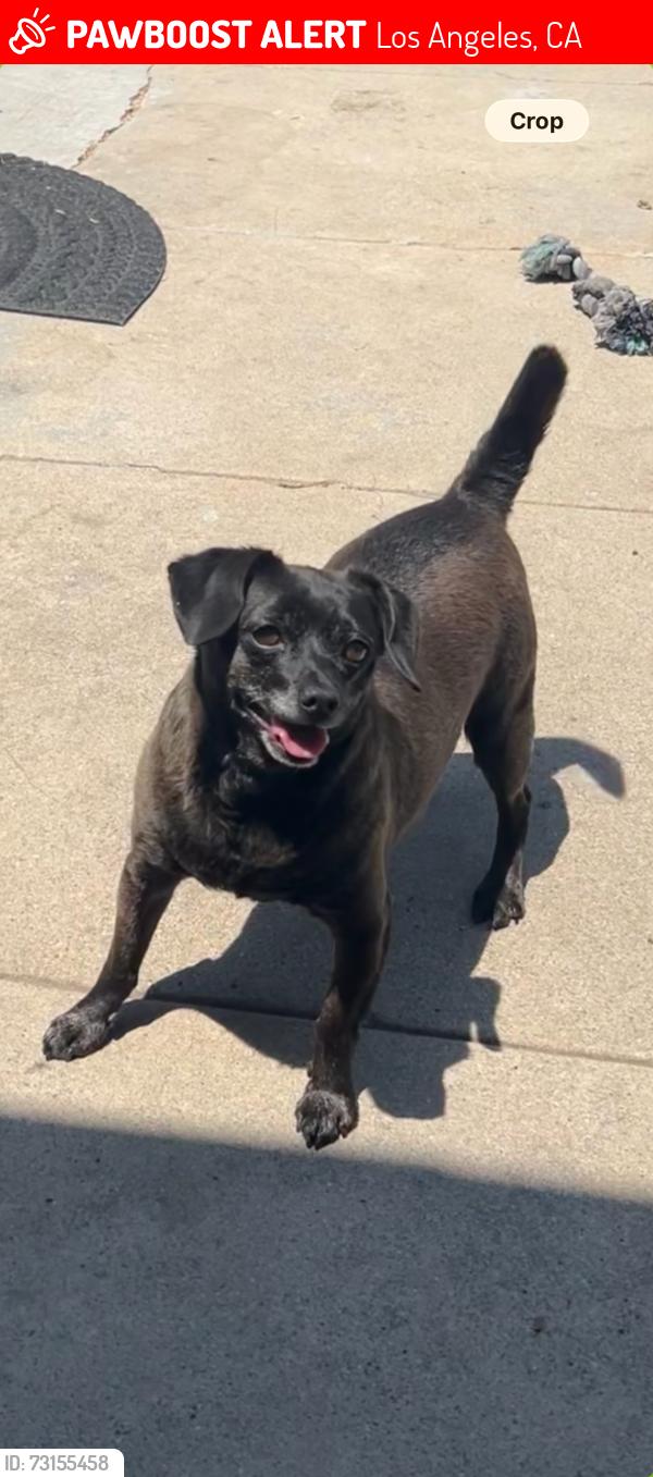Lost Male Dog last seen Near 58th Pl and Denker Ave, Los Angeles, CA 90047