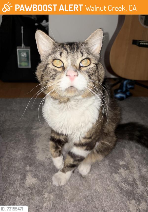 Found/Stray Unknown Cat last seen Bancroft Safeway, Walnut Creek, CA 94598