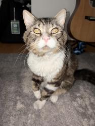 Found/Stray Unknown Cat last seen Bancroft Safeway, Walnut Creek, CA 94598