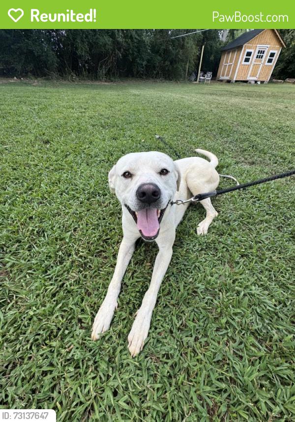 Reunited Male Dog last seen Near Tanner's Wy Cv, Southaven, MS 38672, USA, Southaven, MS 38672