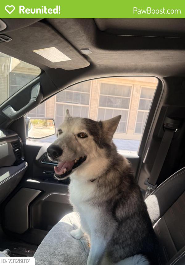 Reunited Female Dog last seen At El Paso High School, El Paso, TX 79902
