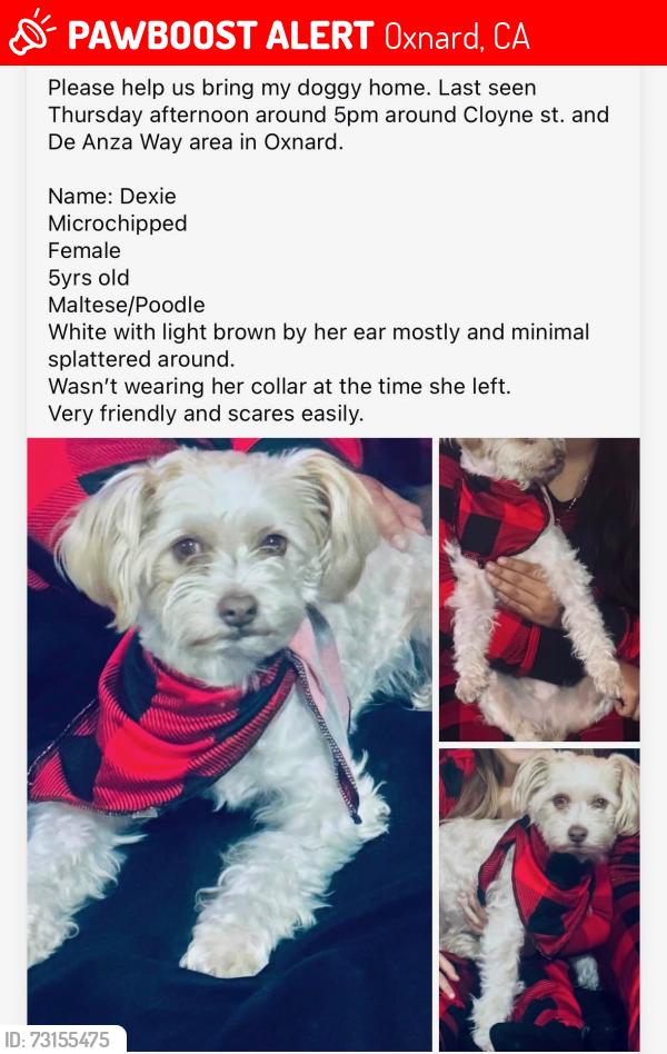 Lost Female Dog last seen Cloyne and De Anza Way, Oxnard, CA 93033