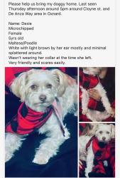Lost Female Dog last seen Cloyne and De Anza Way, Oxnard, CA 93033