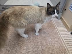 Reunited Male Cat last seen Siena Way, Salinas, CA 93905