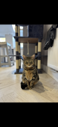 Lost Male Cat last seen Houghton avenue, Wigan, Greater Manchester, England 