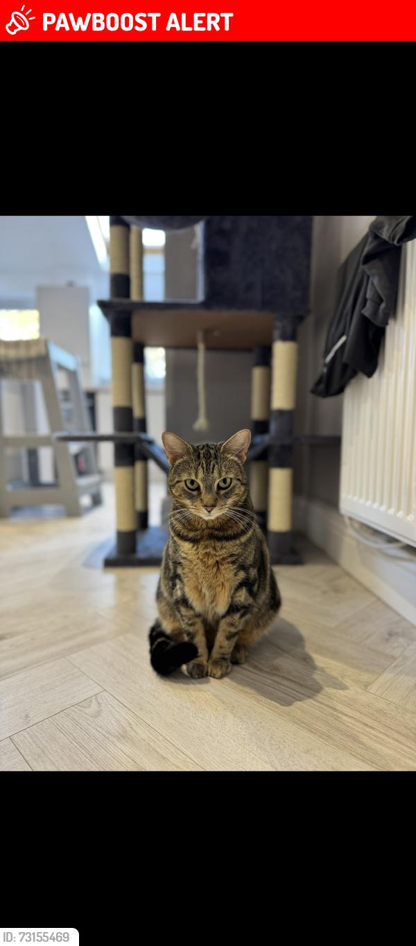 Lost Male Cat last seen Houghton avenue, Wigan, Greater Manchester, England 