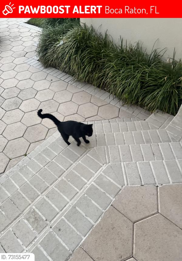 Lost Male Cat last seen Near Equestrian drive, Boca Raton, FL 33434