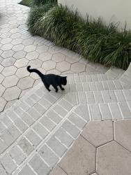 Lost Male Cat last seen Near Equestrian drive, Boca Raton, FL 33434