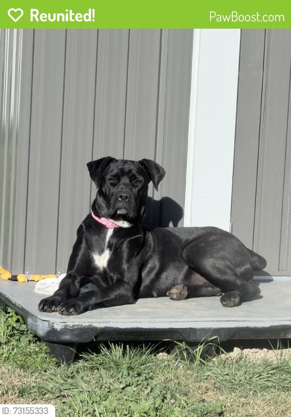Reunited Female Dog last seen Near Maidstone Ave, Norwalk, CA 90650, USA, Norwalk, CA 90650