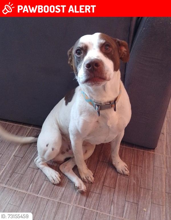 Lost Male Dog last seen Por el panteón de Tepatlaxco, Santiago Tepatlaxco, Méx. 53216