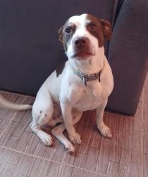 Lost Male Dog last seen Por el panteón de Tepatlaxco, Santiago Tepatlaxco, Méx. 53216