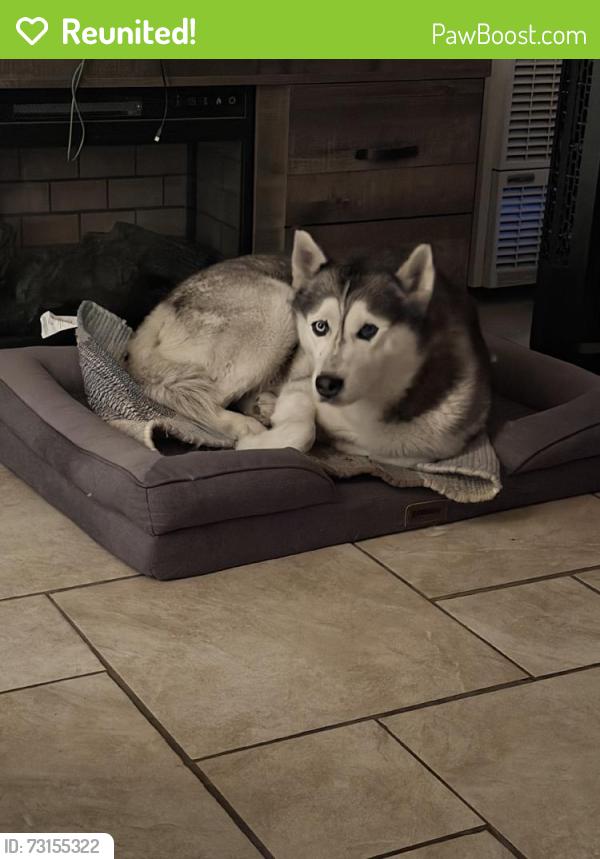 Reunited Female Dog last seen Near Maidstone Ave, Norwalk, CA 90650, USA, Norwalk, CA 90650