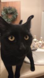 Reunited Male Cat last seen Alta Mesa and Incline Drive, Auburn, CA 95603