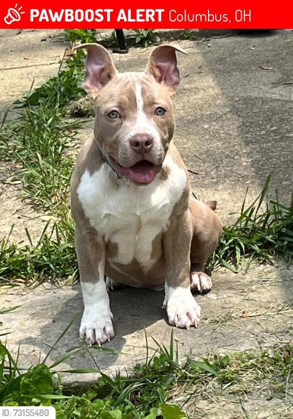 Lost Male Dog last seen Cleveland Ave 23rd 43211, Columbus, OH 43211