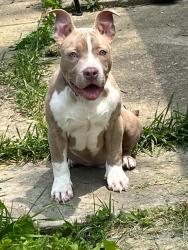 Lost Male Dog last seen Cleveland Ave 23rd 43211, Columbus, OH 43211