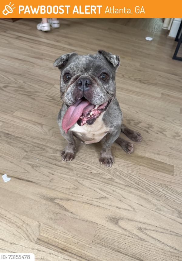 Found/Stray Male Dog last seen Shirley Clark Franklin park, Atlanta, GA 30318