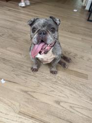 Found/Stray Male Dog last seen Shirley Clark Franklin park, Atlanta, GA 30318