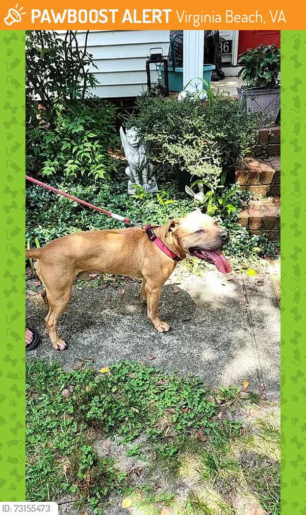 Found/Stray Male Dog last seen Salem Woods - Ludlow, Pissaro, Virginia Beach, VA 23456
