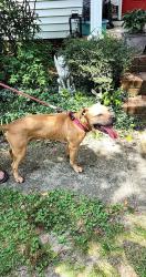 Found/Stray Male Dog last seen Salem Woods - Ludlow, Pissaro, Virginia Beach, VA 23456