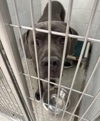Shelter Stray Male Dog last seen Near N Hilton St, 21229, MD, 301 Stockholm St, Baltimore, MD 21230, USA