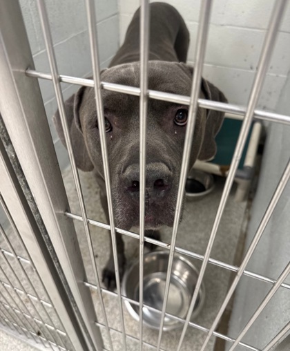 Shelter Stray Male Dog last seen Near N Hilton St, 21229, MD, 301 Stockholm St, Baltimore, MD 21230, USA