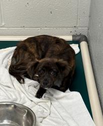Shelter Stray Unknown Dog last seen Near Dantrey Ct, 21225, MD, 301 Stockholm St, Baltimore, MD 21230, USA