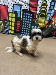 Shelter Stray Male Dog last seen Near E River St 29621, Anderson City, SC, 1320 US-29, Anderson, SC 29626, USA