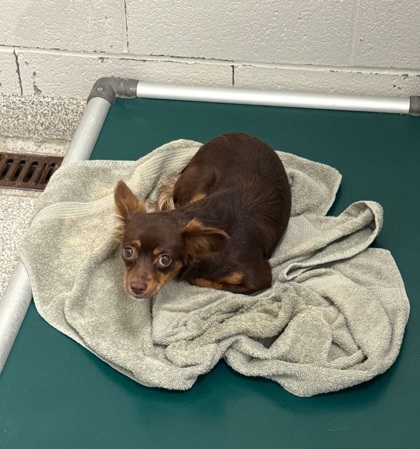 Shelter Stray Unknown Dog last seen Near Dantrey Ct, 21225, MD, 301 Stockholm St, Baltimore, MD 21230, USA