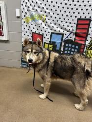 Shelter Stray Male Dog last seen Near Hammond Rd 29627, Anderson County, SC, 1320 US-29, Anderson, SC 29626, USA