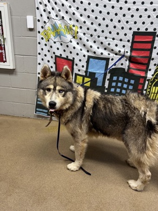 Shelter Stray Male Dog last seen Near Hammond Rd 29627, Anderson County, SC, 1320 US-29, Anderson, SC 29626, USA