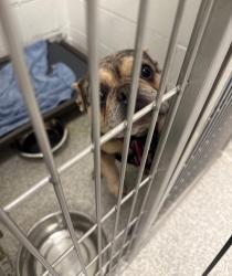 Shelter Stray Female Dog last seen Near N Hilton St, 21229, MD, 301 Stockholm St, Baltimore, MD 21230, USA