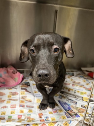 Shelter Stray Female Dog last seen Near George Albert lake Rd 29624, Anderson County, SC, 1320 US-29, Anderson, SC 29626, USA