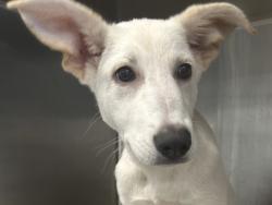 Shelter Stray Female Dog last seen 500-Blk Freeland Path, City of Round Rock, TX, 1855 SE Inner Loop, Georgetown, TX 78626, USA