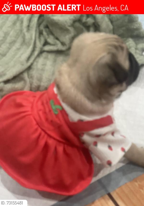 Lost Female Dog last seen 103rd and Figueroa, Los Angeles, CA 90059