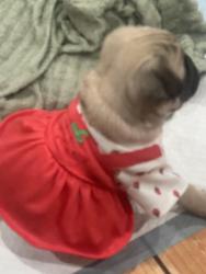 Lost Female Dog last seen 103rd and Figueroa, Los Angeles, CA 90059