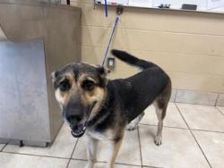 Shelter Stray Female Dog last seen Near HALSEY DR, City of Leander, TX, 1855 SE Inner Loop, Georgetown, TX 78626, USA
