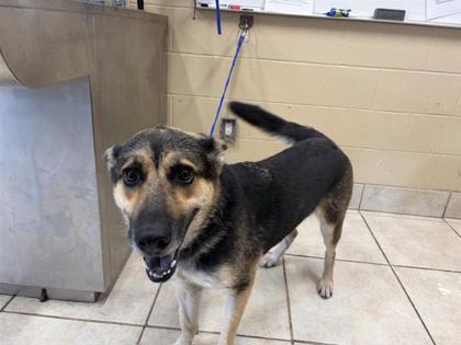 Shelter Stray Female Dog last seen Near HALSEY DR, City of Leander, TX, 1855 SE Inner Loop, Georgetown, TX 78626, USA