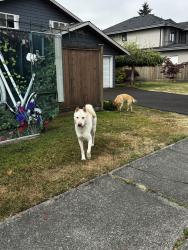 Found/Stray Male Other last seen Lancelot Drive Richmons, Richmond, BC 