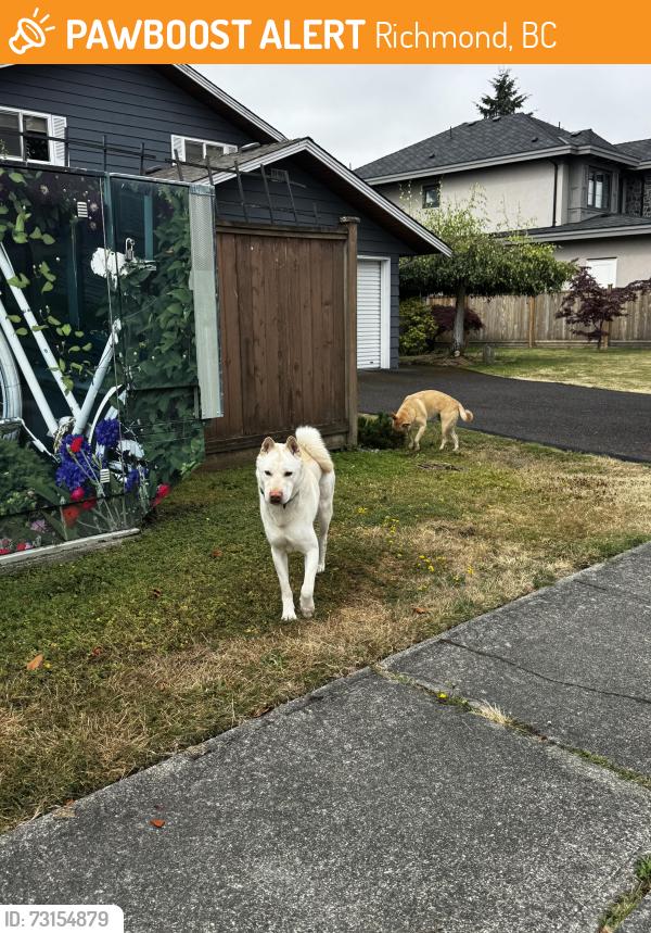 Found/Stray Male Other last seen Lancelot Drive Richmons, Richmond, BC 