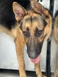 Shelter Stray Male Dog last seen Near Foxhound Ln, South District, TX, 355 Hillshire Dr, Haslet, TX 76052, USA