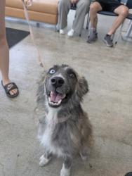 Shelter Stray Male Dog last seen N Nichols St, East District, TX, 355 Hillshire Dr, Haslet, TX 76052, USA