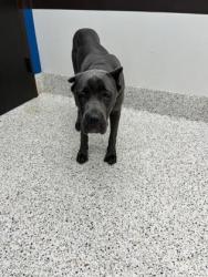 Shelter Stray Female Dog last seen Near Eisenhower Circle, Atlanta, GA, 1251 Fulton Industrial Blvd NW, Atlanta, GA 30336, USA