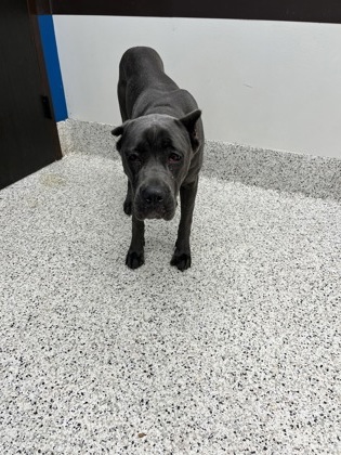 Shelter Stray Female Dog last seen Near Eisenhower Circle, Atlanta, GA, 1251 Fulton Industrial Blvd NW, Atlanta, GA 30336, USA