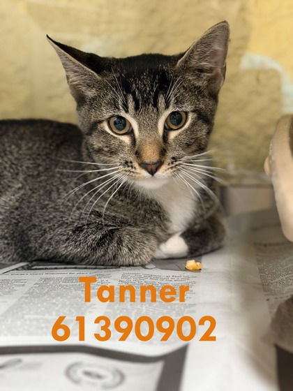 Shelter Stray Male Cat last seen Near SUMMER PARK DR, South District, TX, 355 Hillshire Dr, Haslet, TX 76052, USA