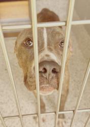 Shelter Stray Male Dog last seen Near Butner Rd SW / County Line Rd SW,, Atlanta, GA, 1251 Fulton Industrial Blvd NW, Atlanta, GA 30336, USA