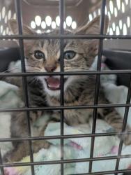 Shelter Stray Female Cat last seen Near Heritage Trace Pkwy, Central District, TX, 355 Hillshire Dr, Haslet, TX 76052, USA