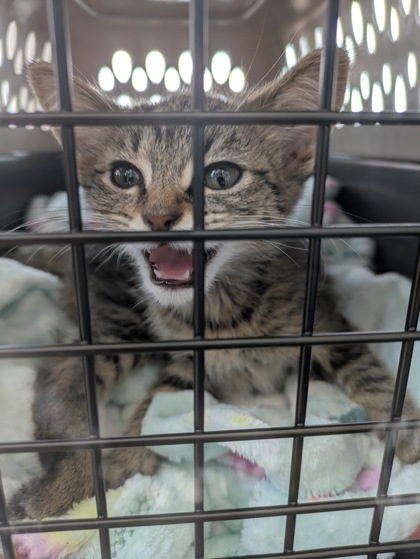 Shelter Stray Female Cat last seen Near Heritage Trace Pkwy, Central District, TX, 355 Hillshire Dr, Haslet, TX 76052, USA