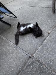 Found/Stray Unknown Cat last seen Glorietta Blvd, Orinda, CA 94563