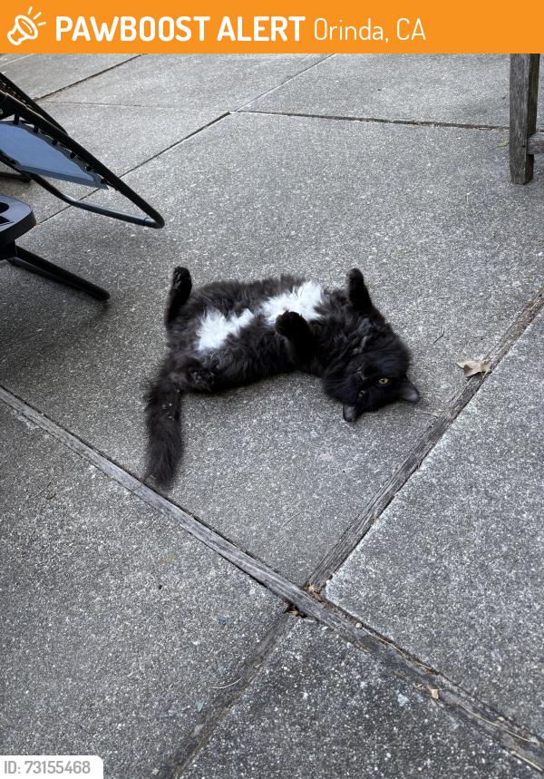 Found/Stray Unknown Cat last seen Glorietta Blvd, Orinda, CA 94563