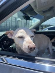 Shelter Stray Male Dog last seen Near Liberty Pkwy NW, Atlanta, GA, 1251 Fulton Industrial Blvd NW, Atlanta, GA 30336, USA